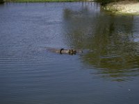 Florida - Tampa - Busch Gardens - Hippo